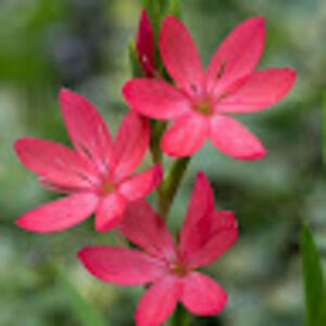 Meet your Posher, Rabia